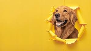 Are Seashells Dangerous for Dogs? Vets Explain the Hidden Risks